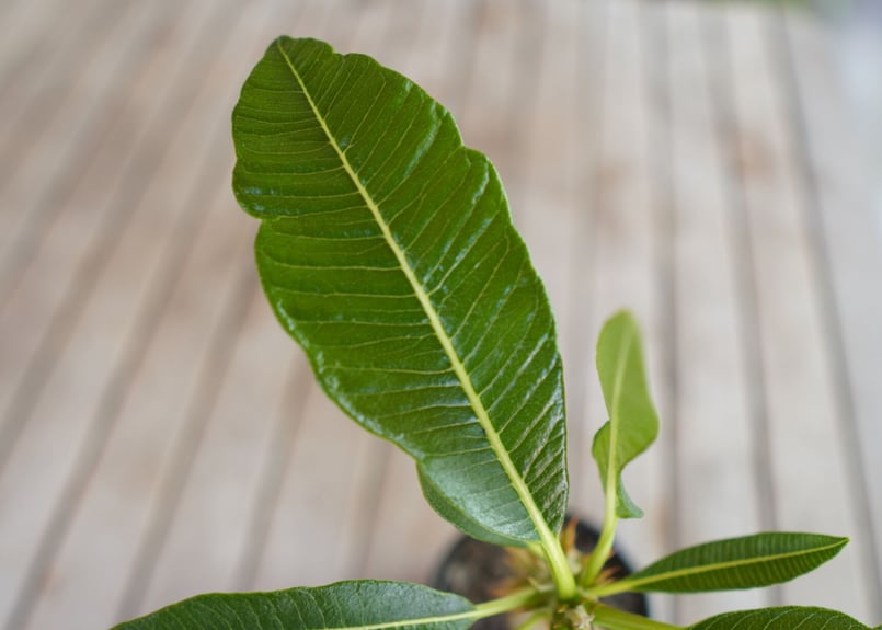 パキポディウム バロニー 実生 Pachypodium baronii | mana's fa