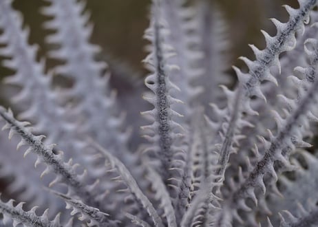 Dyckia Hillary