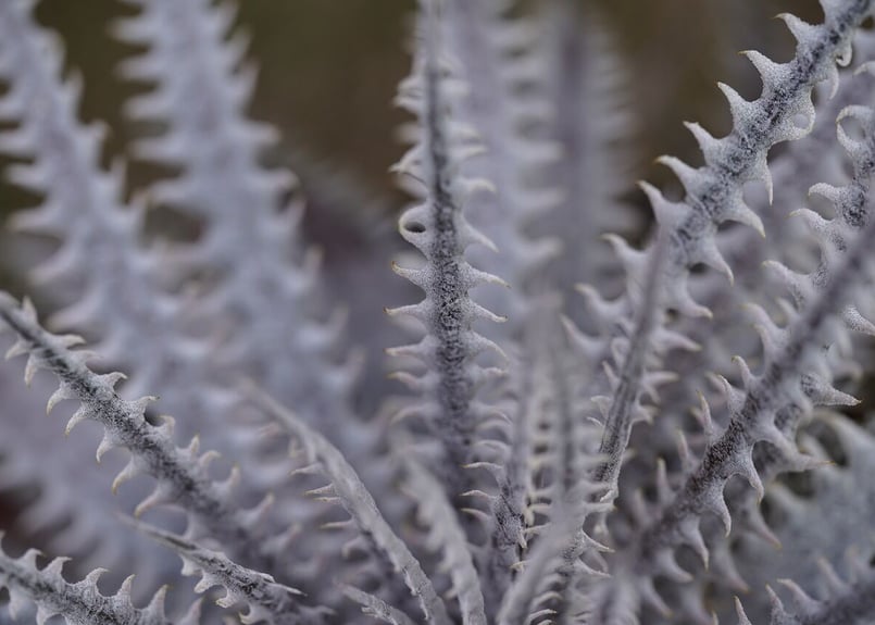 Dyckia Hillary | mana's farm:塊根植物・アガベ・ドライガーデン植物