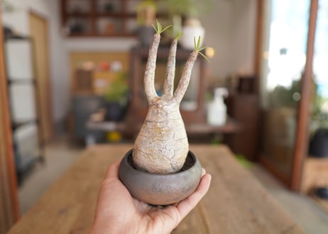 パキポディウム　グラキリス　 Pachypodium Gracilius