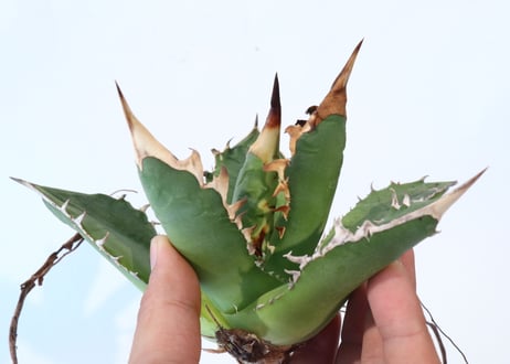 Agave titanota 'FO-76 teeth on back of leaf clone