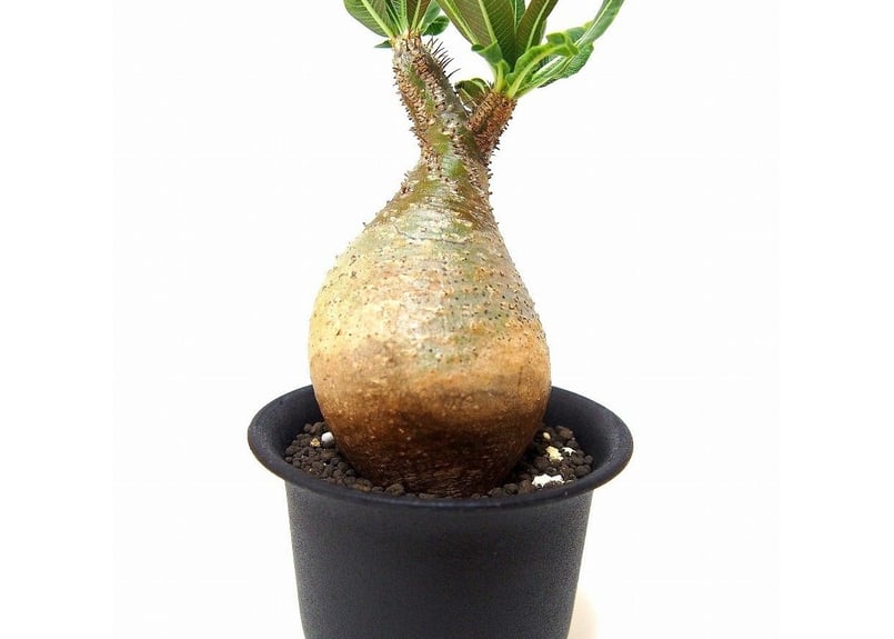 ぴっころです。 グラキリス Pachypodium gracilius ⑤ パキポディウム グラキリス Pachypodium Gracilius No.5 | ma