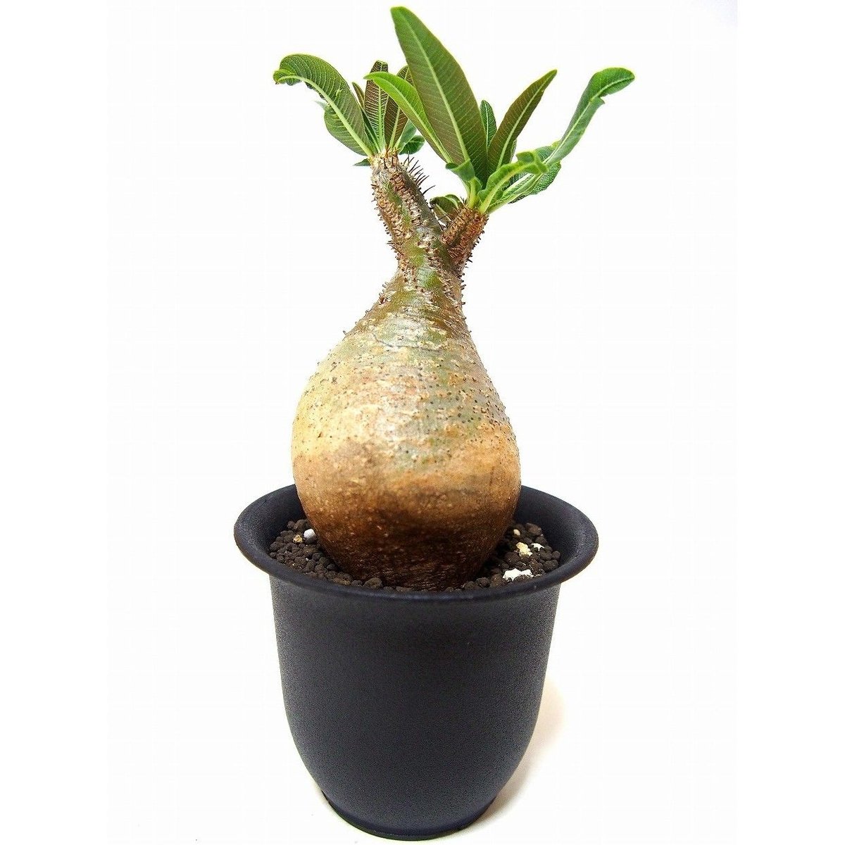 Pachypodium Gracilius パキポディウム グラキリス №1 little