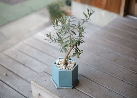 オリーブ　olive