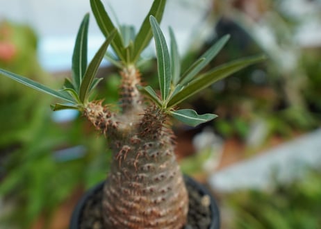 【発根管理中】パキポディウム　グラキリス　 Pachypodium Gracilius  No.7