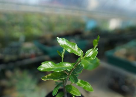 フォッケア　エデュリス　”火星人”　Fockea edulis  No.2