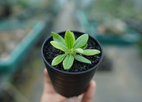パキポディウム　恵比寿笑い　Pachypodium brevicaule　No.1