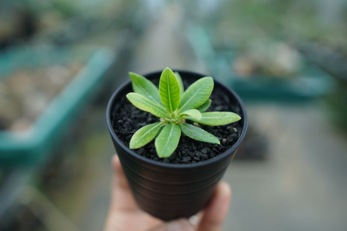 パキポディウム 恵比寿笑い Pachypodium brevicaule No.1 | man
