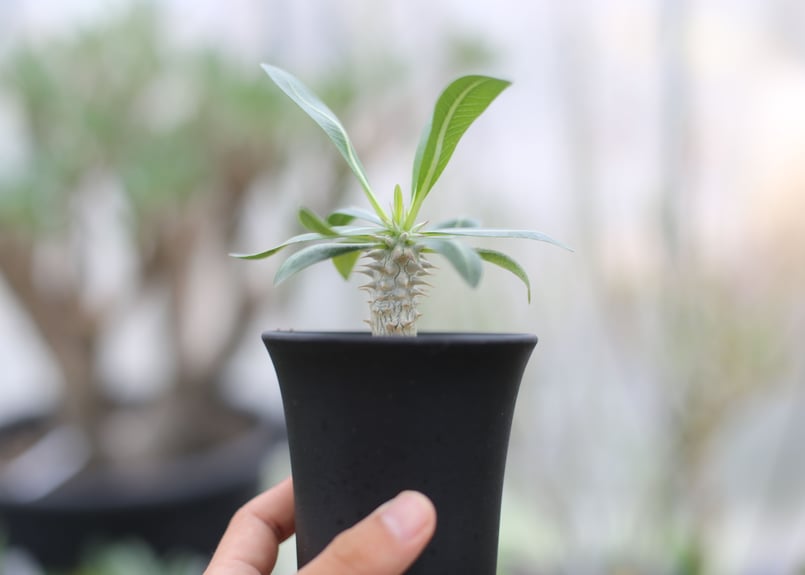 E-JIさんパキポディウム ウィンゾリー 国内実生 繁殖株 多分岐タイプ11