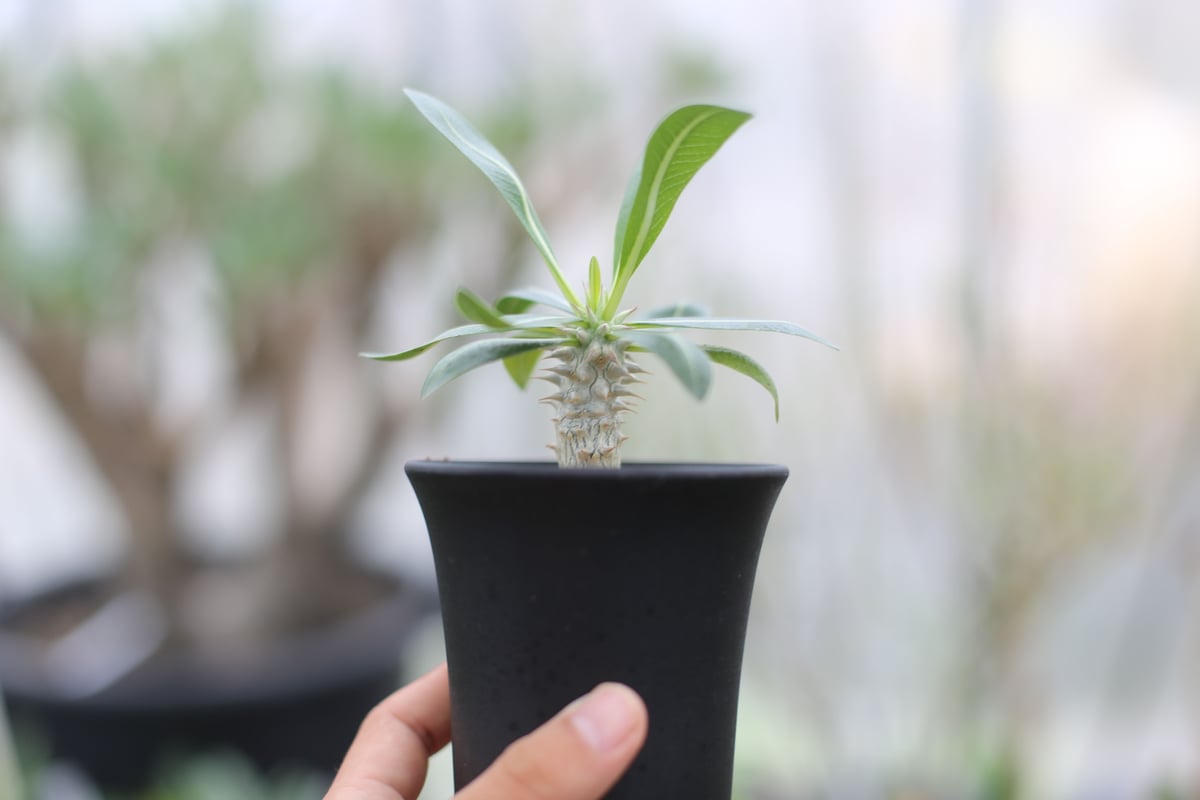 パキポディウム デンシフローラム 国内実生 | mana's farm:塊根植物