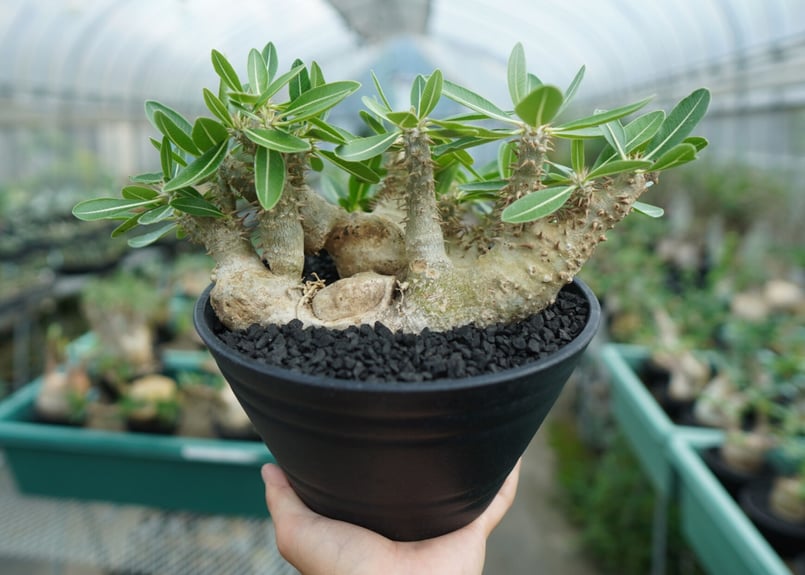 パキポディウム デンシフローラム Pachypodium densiflorum No.1...