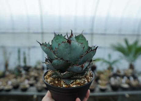 アガベ　チタノタ　 ブラックアンドブルー 　Agave titanota black and blue　NO.9