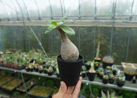 パキポディウム　マカイエンセ　Pachypodium makayense No.5