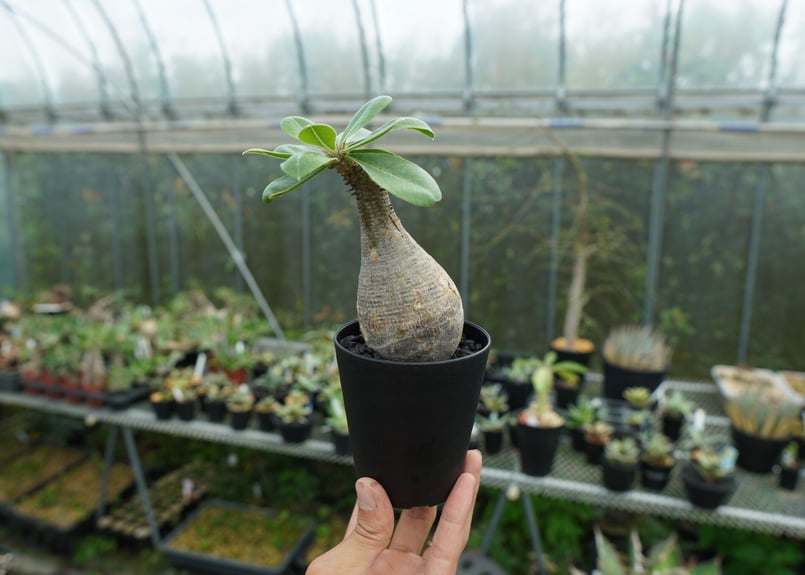 極太 マカイエンセ パキポディウム Pachypodium makayense パキポディウム マカイエンセ | Cactus Green
