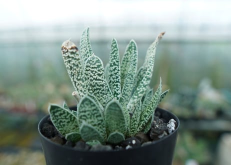 ガステリア　白星殿　Gasteria “Hakuseiden”