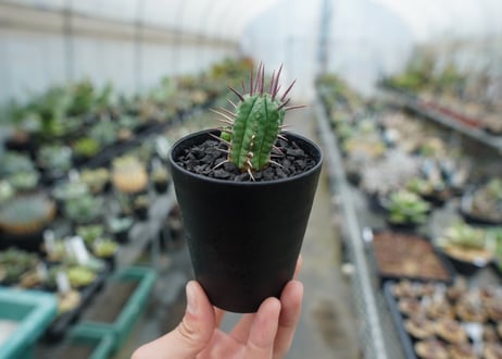 ユーフォルビア　フェロックス　Euphorbia ferox