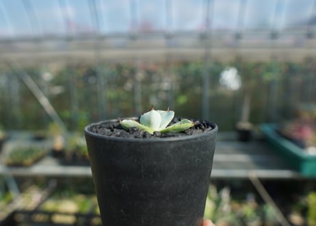 アガベ　パリー　トランカータ　Agave parryi var. truncata