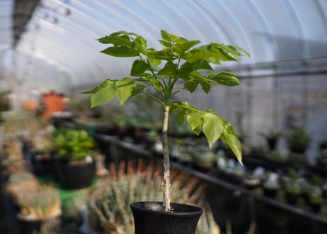 ランネア　パルヴィフォリア　Lannea parvifolia　NO.2