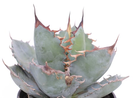 Agave titanota White Ice  　№７