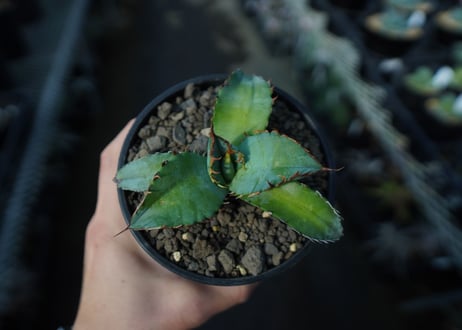 アガベ　チタノタ　ブルー　agave titanota Blue