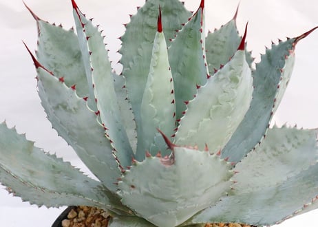 Agave Super dragontoes