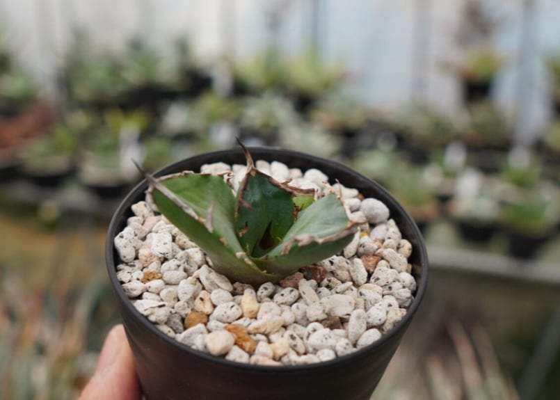 アガベ 鬼爪　親株 アガベ チタノタ 鬼爪 from Taiwan | 磨 Detailing