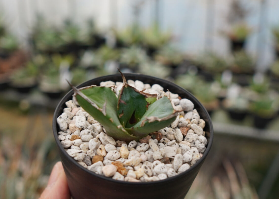 アガベ 鬼爪 雪峰 NO.2 | mana's farm:塊根植物・アガベ・ドライ