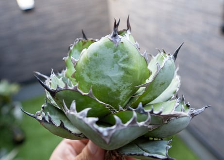 Agave B&B A NO.1