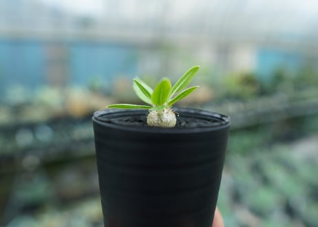 パキポディウム　恵比寿笑い　Pachypodium brevicaule　No.2