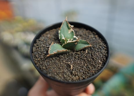 アガベ　チタノタ　狼人　agave titanota "狼人"　No.1