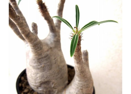 Pachypodium Gracilius パキポディウムグラキリウス