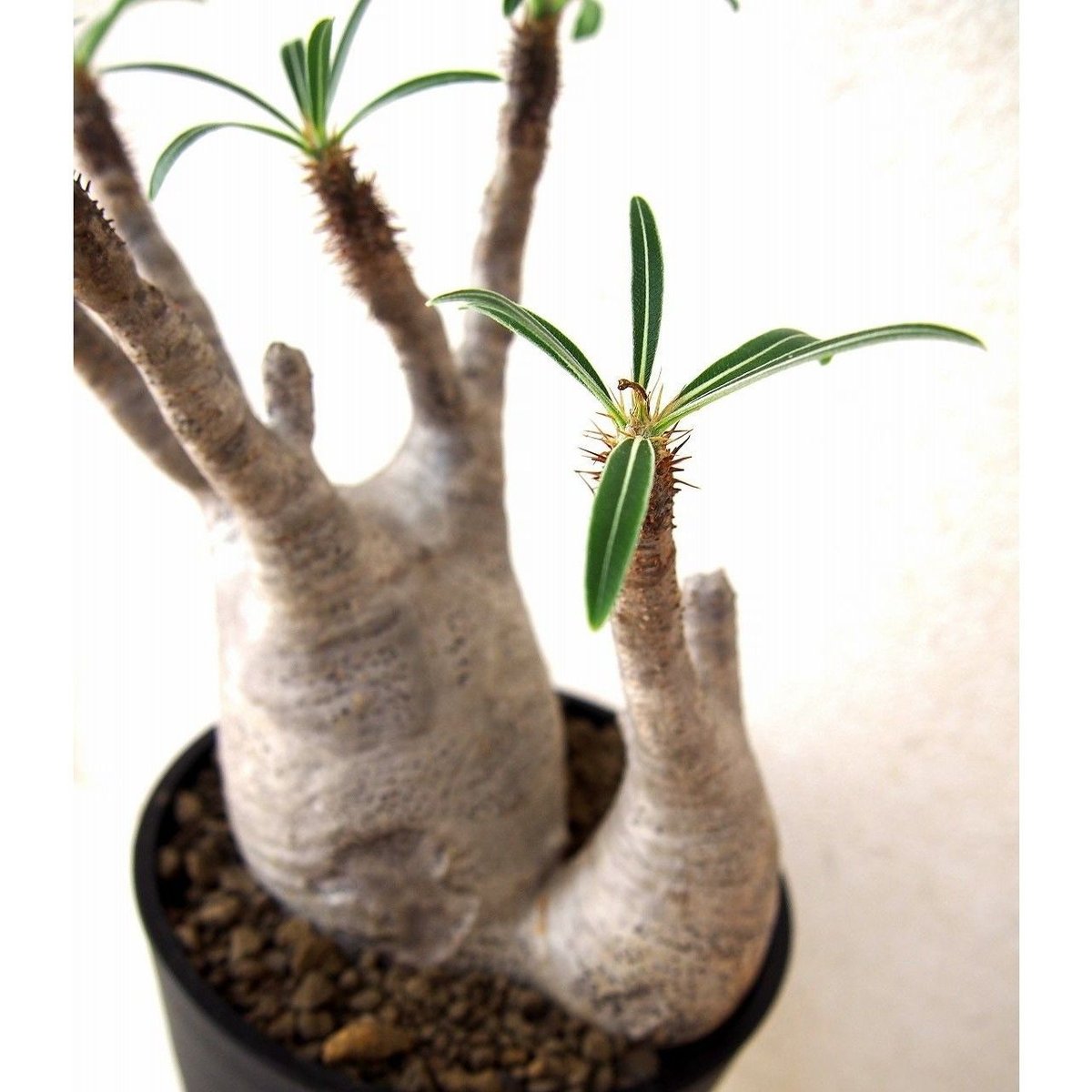MEDICOM TOY - Pachypodium Gracilius パキポディウム グラシリウス Pachypodium Gracilius パキポディウム グラシリウス