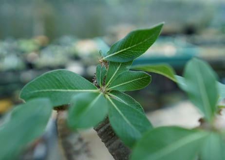 パキポディウム マカイエンセ　Pachypodium makayense　No.3