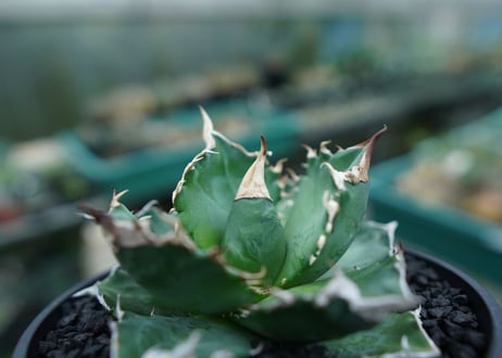 アガベ　チタノタ　白火焔　agave titanota white fire　No.1