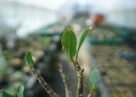 アデニウム　Adenium　No.6