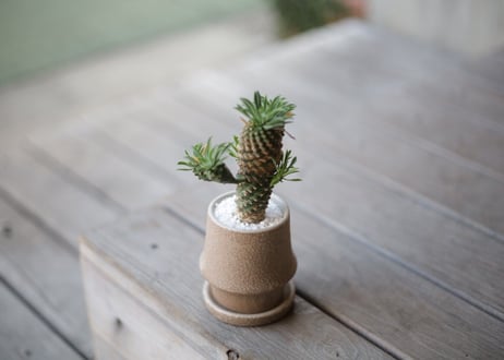蛾眉鉄甲　Euphorbia Gabitekkou