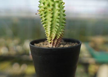 ユーフォルビア　スザンナエ　Euphorbia susannae