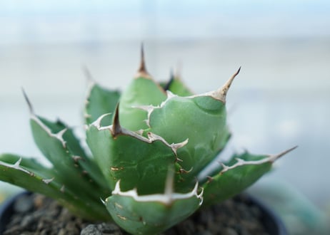 アガベ　チタノタ　FO-76　agave titanota  FO-76　No.1
