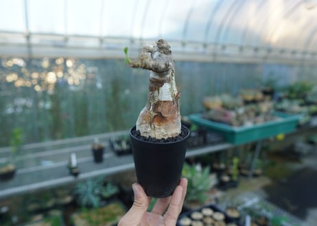 パキポディウム マカイエンセ　Pachypodium makayense　No.3