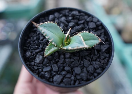 アガベ　チタノタ　FO-76　Agave titanota  FO-76　No.6