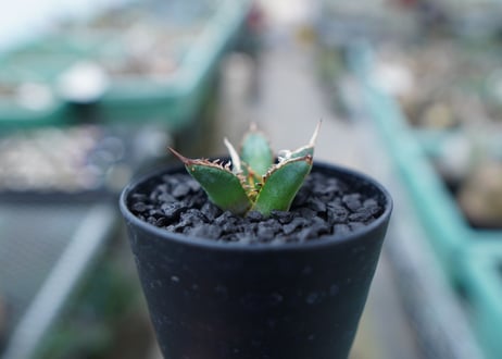 アガベ　チタノタ　FO-76　Agave titanota  FO-76　No.4