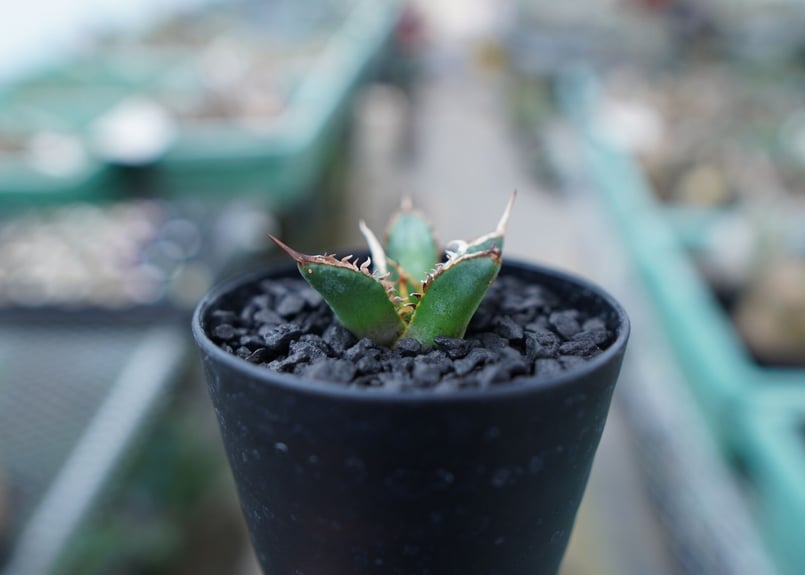 アガベ チタノタ FO-76 Agave titanota FO-76 No.4 | man