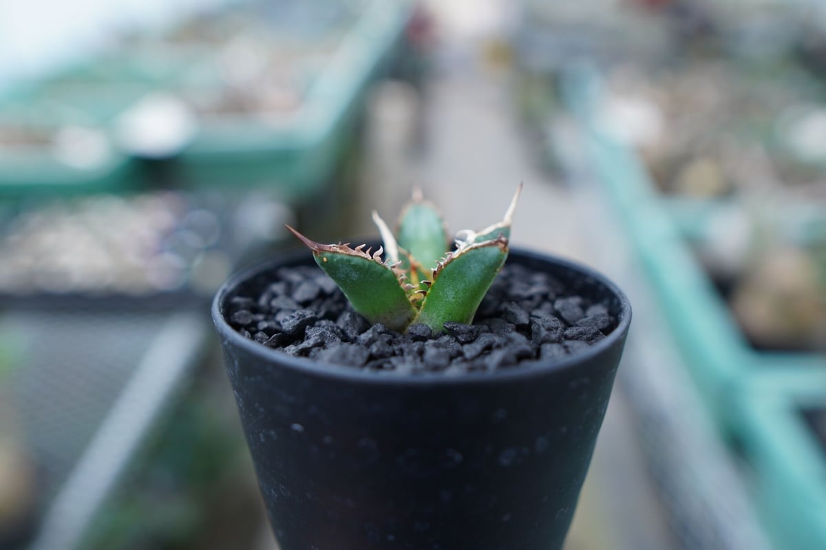 アガベ チタノタ FO-76 Agave titanota FO-76 No.4 | man