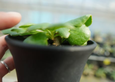 オトンナ　チュベローサ　Othonna tuberosa