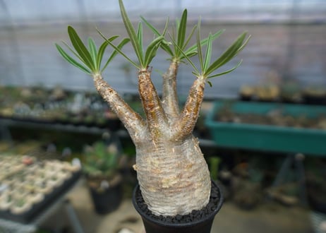 パキポディウム　グラキリス　 Pachypodium Gracilius  No.2