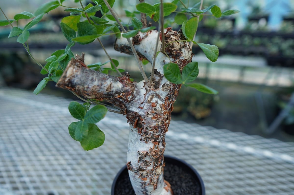 コミフォラ オルビクラリス commiphora orbicularis | mana's f