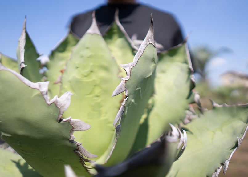 Agave Fo-76 特選特大株のカキコ株 | mana's farm:塊根植物・アガベ・ド