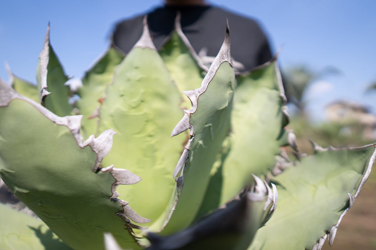 Agave Fo-76 特選特大株のカキコ株 | mana
