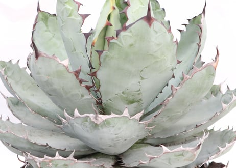 Agave titanota Black &Blue