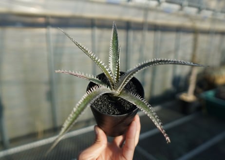 ディッキア　ジョーズ　Dyckia Jaws